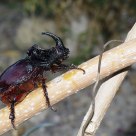Escarabajo Rinoceronte